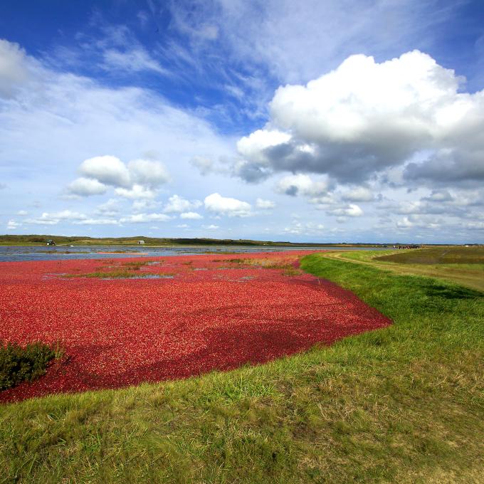 游览马萨诸塞州五彩缤纷的蔓越莓沼泽