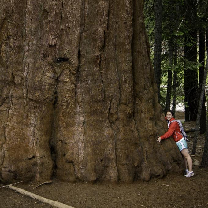 在美洲杉国家公园和国王峡谷国家公园与巨型红杉树合影