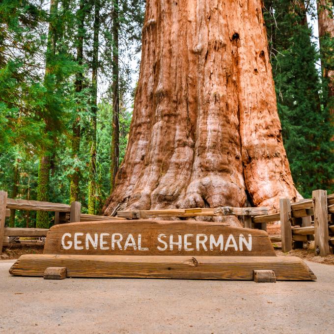加利福尼亚州维塞利亚附近美洲杉国家公园的谢尔门将军树 (General Sherman Tree)