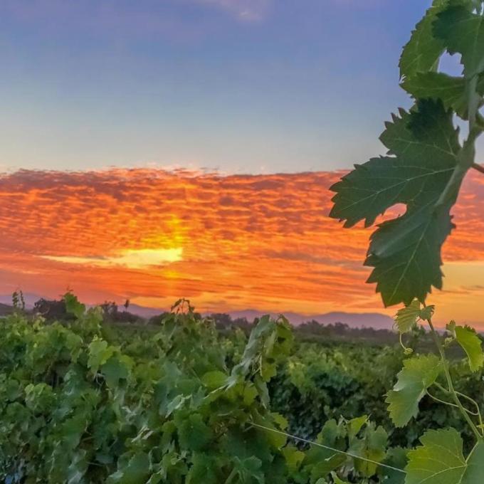 加利福尼亚州蒂梅丘拉谷某个葡萄园的迷人日落景色