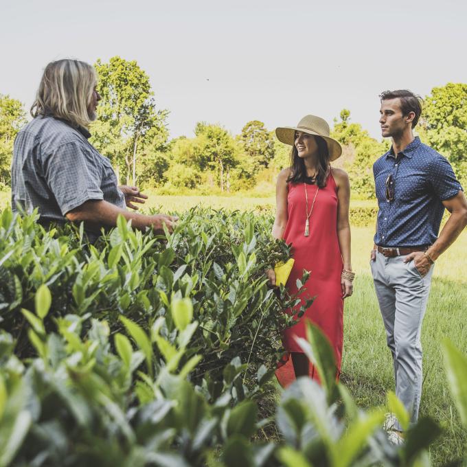 观光南卡罗来纳州旺得曼郎岛的查尔斯顿茶园 观光南卡罗来纳州旺得曼郎岛的查尔斯顿茶园