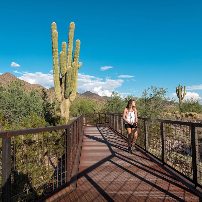 漫步在亚利桑那州斯科茨代尔麦克道尔索诺兰保护区的木板栈道 漫步在亚利桑那州斯科茨代尔麦克道尔索诺兰保护区的木板栈道