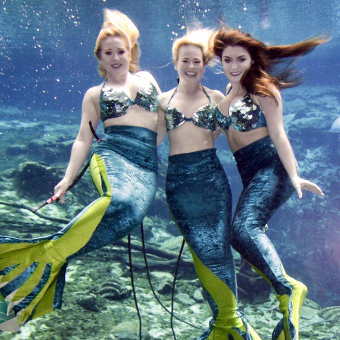 威基沃奇泉的美人鱼表演