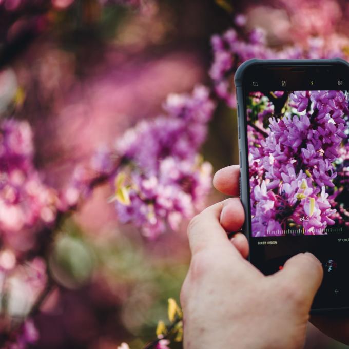 在纽约州罗切斯特的丁香节上，拍下生机盎然的花卉美景