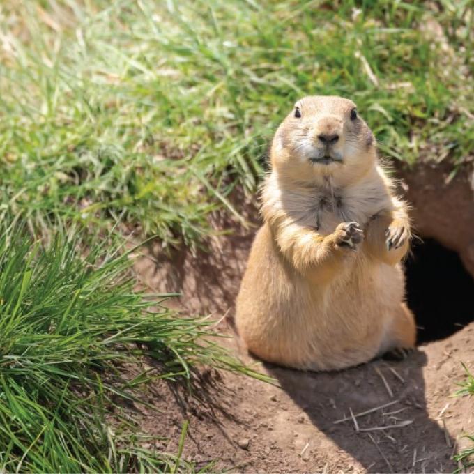 德克萨斯州卢伯克 Prairie Dog Town 栖息地内的当地野生动物 德克萨斯州卢伯克 Prairie Dog Town 栖息地内的当地野生动物