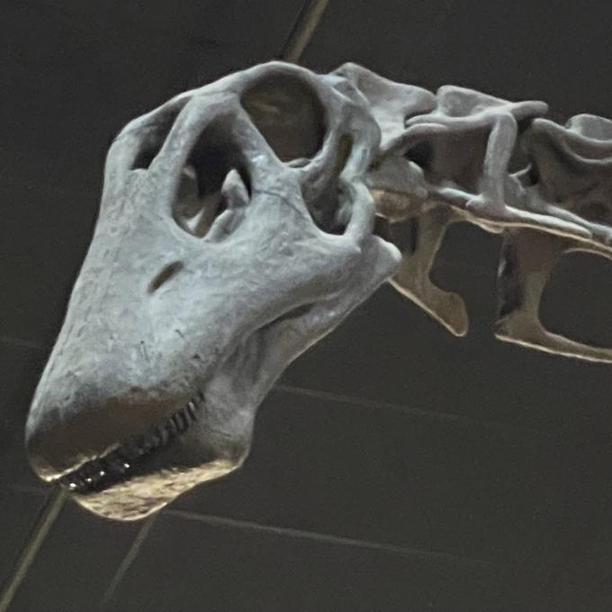 “金宝”，怀俄明州恐龙中心展示的超龙骨架