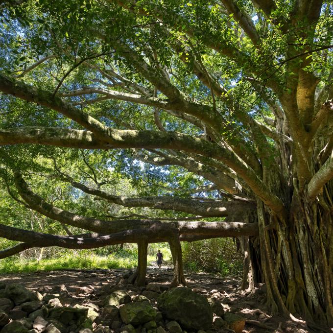 The Pipiwai Trail Banyan Tree in Maui, Hawaiʻi The Pipiwai Trail Banyan Tree in Maui, Hawaiʻi