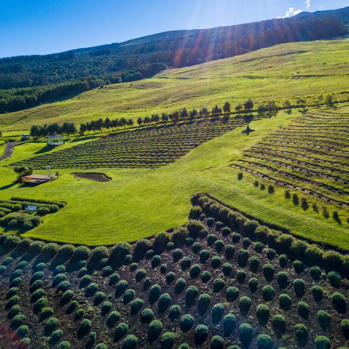 The Aliʻi Kula Lavender Farm in Maui, Hawaiʻi The Aliʻi Kula Lavender Farm in Maui, Hawaiʻi