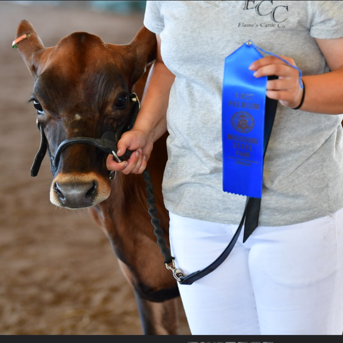 密苏里州锡代利亚的密苏里州博览会上，夺得大奖的一头牛