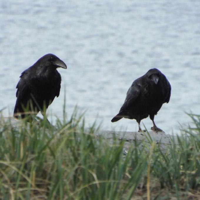 阿拉斯加州的乌鸦