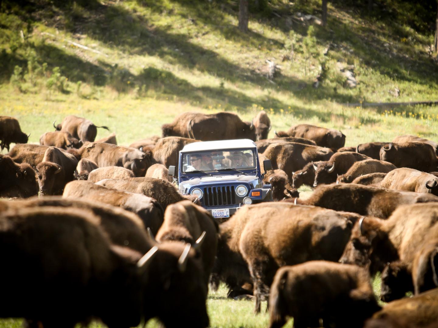 在一年一度的圈牛节上,1,300 头水牛被圈进卡斯特州立公园 在一年一度的圈牛节上,1,300 头水牛被圈进卡斯特州立公园