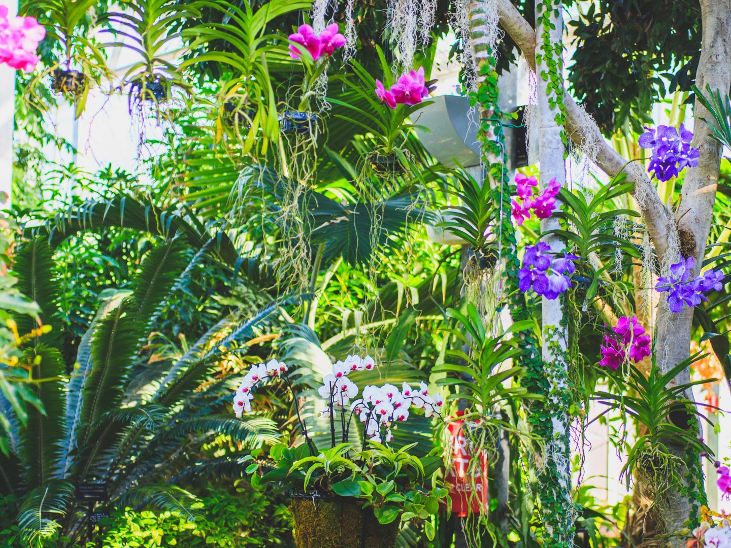 尼古拉斯温室花园展出各种兰花 尼古拉斯温室花园展出各种兰花