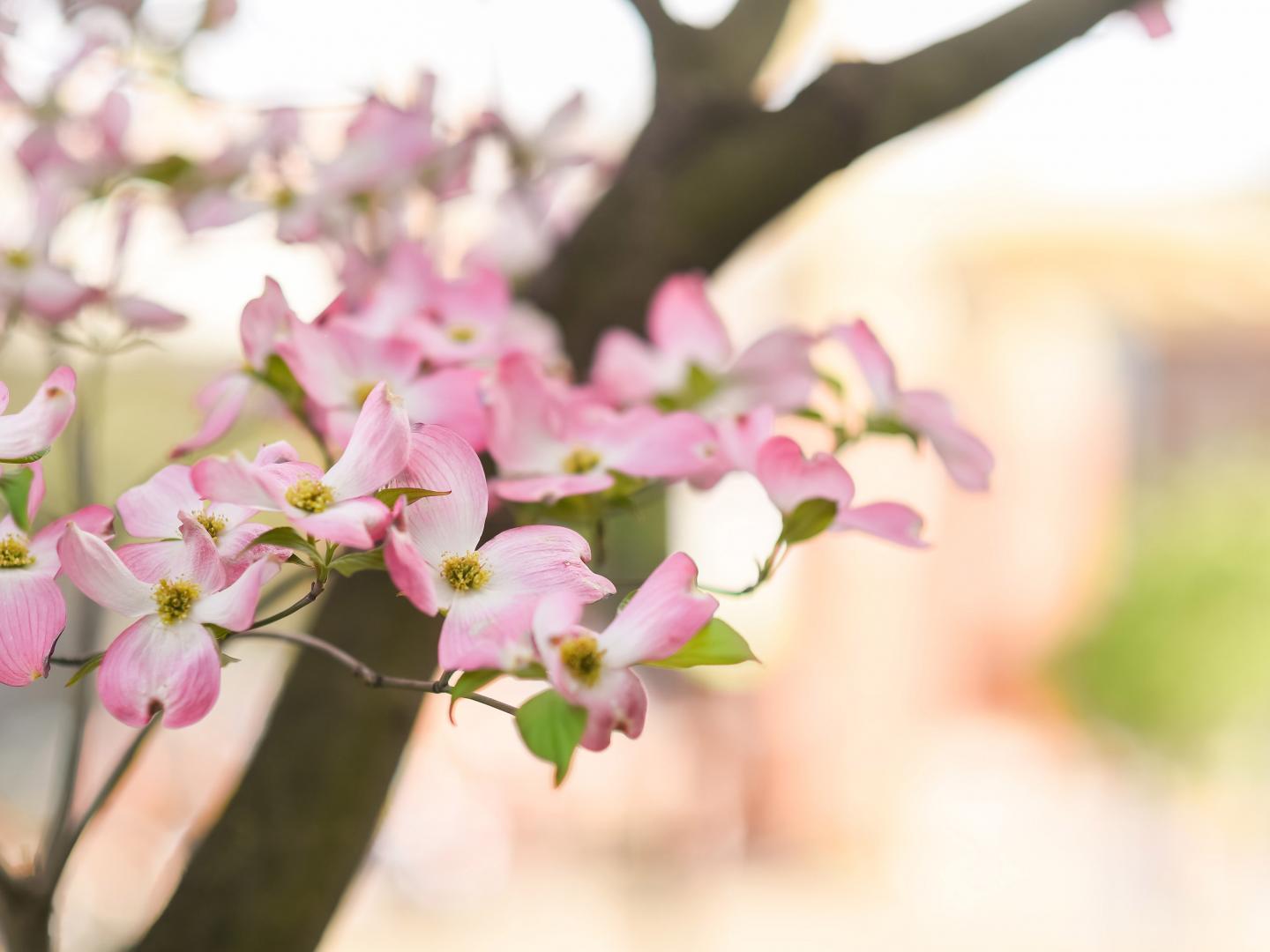 在田纳西州诺克斯维尔盛开的茱萸花 在田纳西州诺克斯维尔盛开的茱萸花