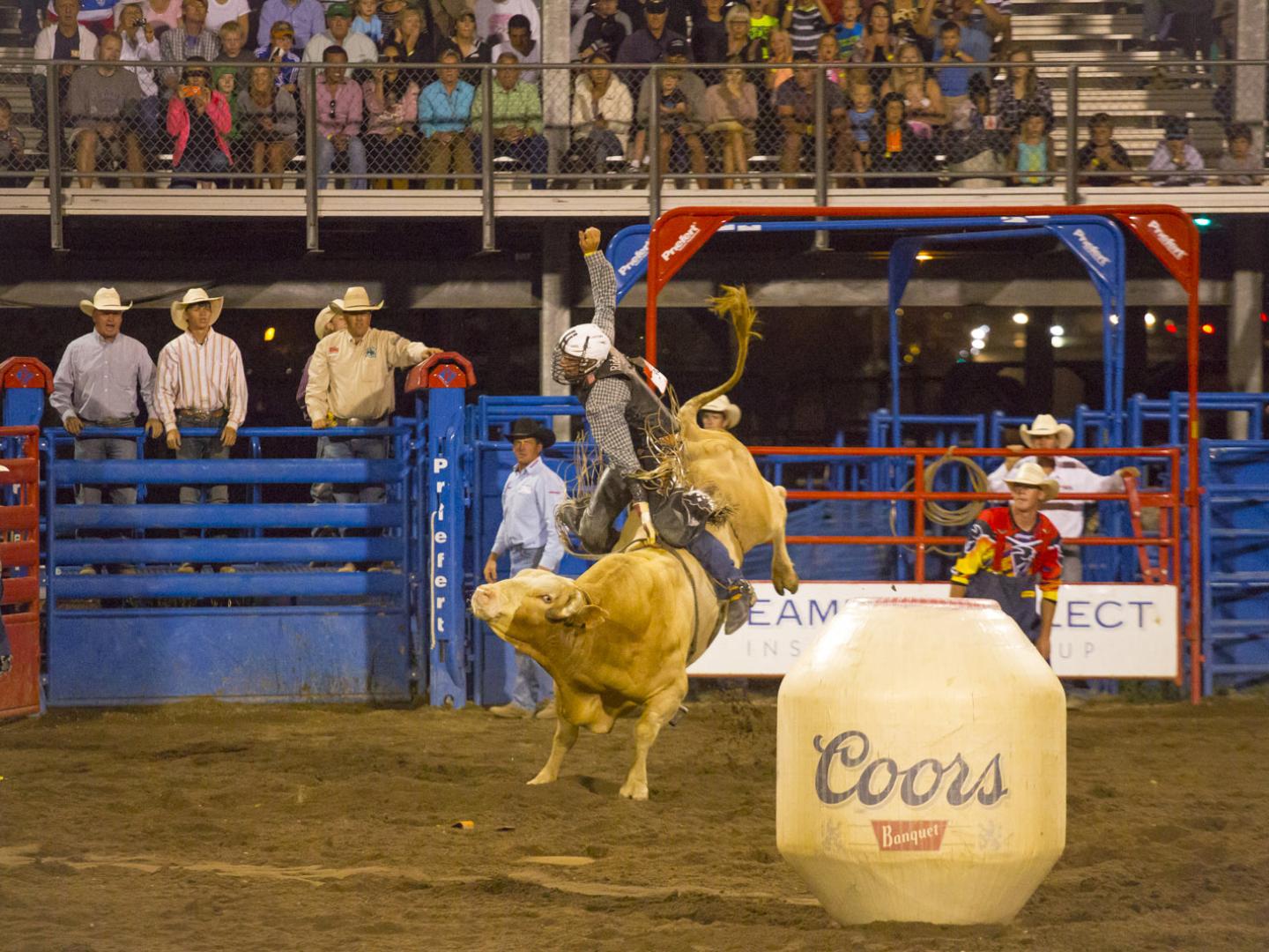 科罗拉多州斯廷博特斯普林斯举办的斯廷博特斯普林斯专业牛仔竞技秀上的骑牛活动 科罗拉多州斯廷博特斯普林斯举办的斯廷博特斯普林斯专业牛仔竞技秀上的骑牛活动