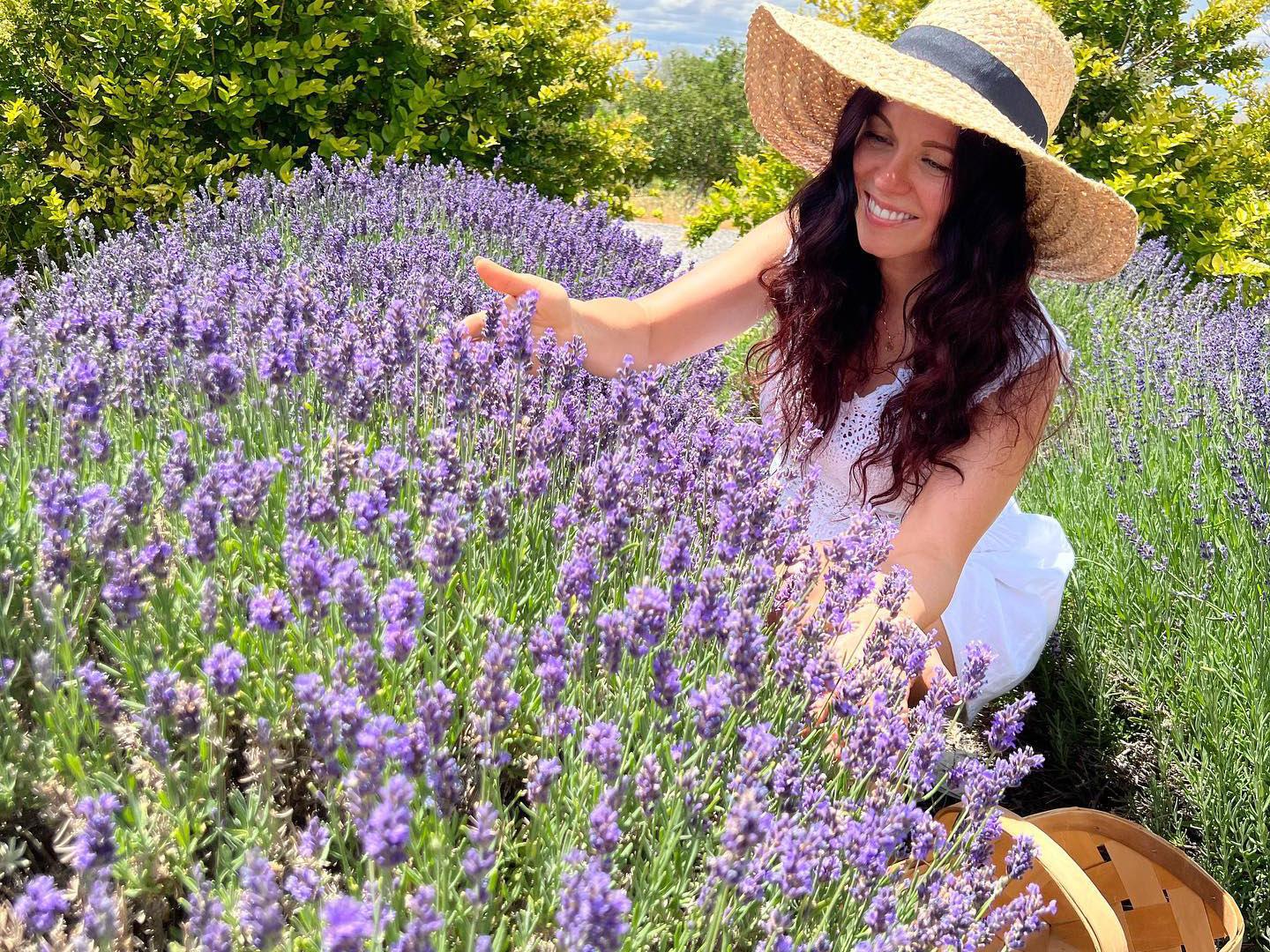 在科罗拉多州大章克申科罗拉多薰衣草节 (Colorado Lavender Festival) 上采摘薰衣草