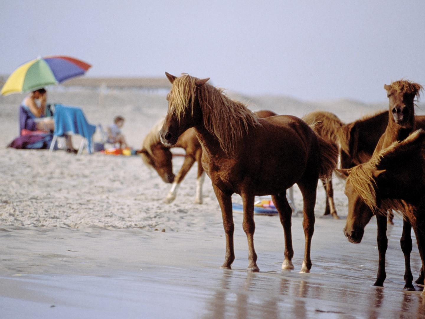 阿萨蒂格岛海滩上的小马 阿萨蒂格岛海滩上的小马