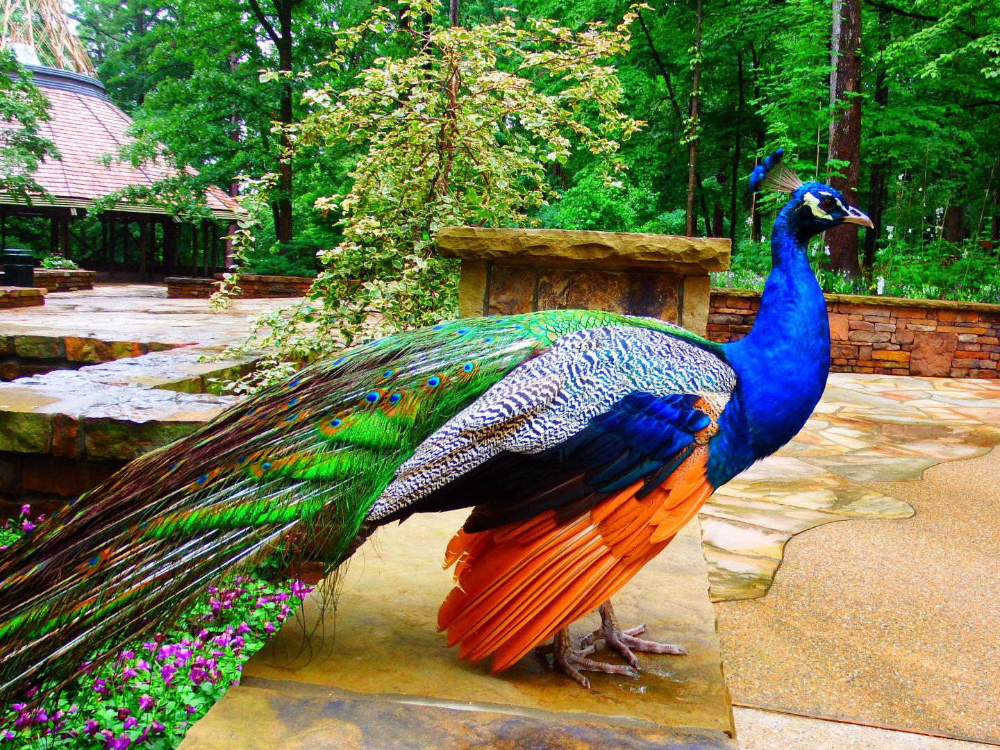 温泉城加尔文林地花园的孔雀