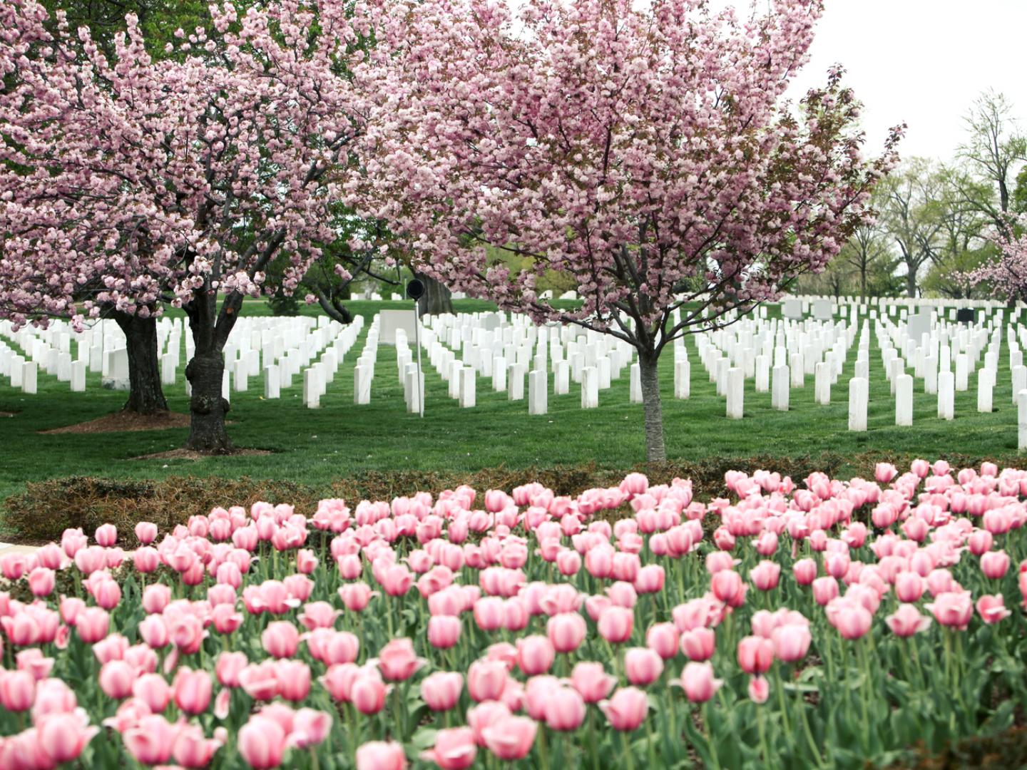 阿灵顿国家公墓 阿灵顿国家公墓