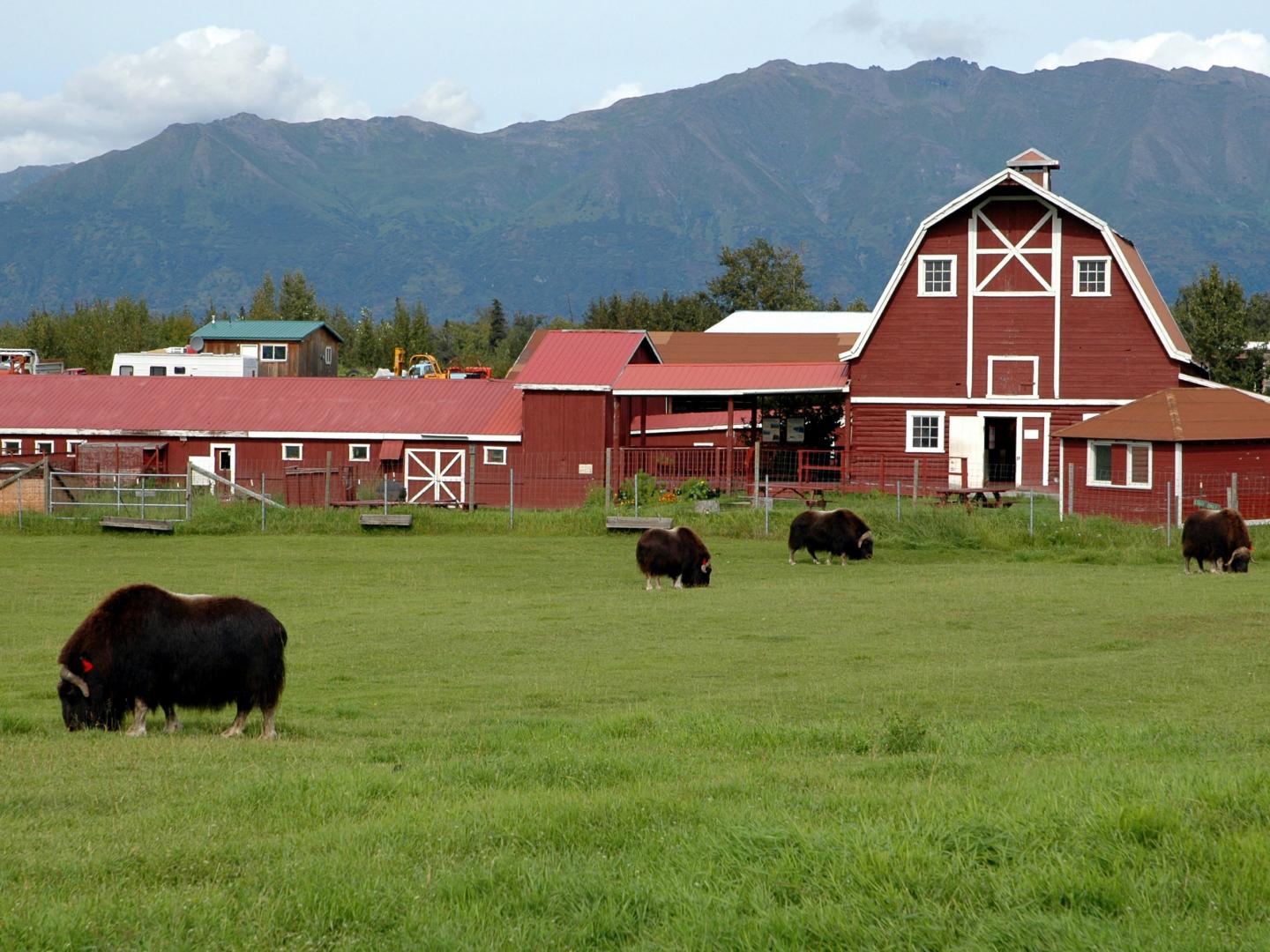 麝牛在农场吃草