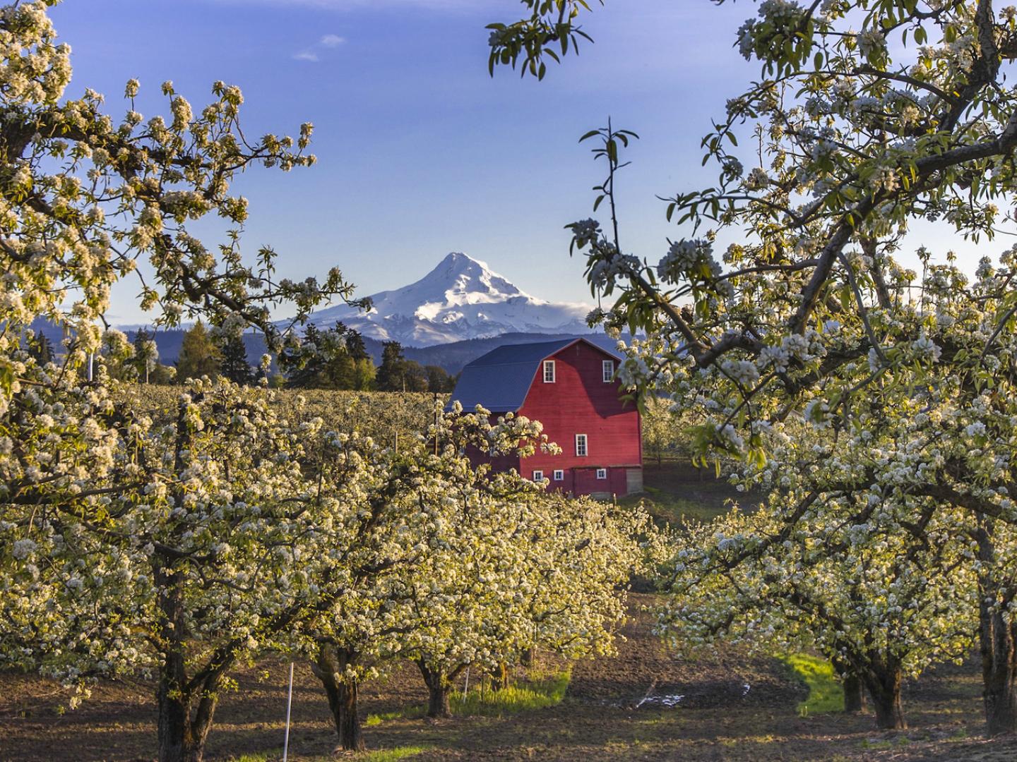从胡德里弗农场欣赏胡德山景致