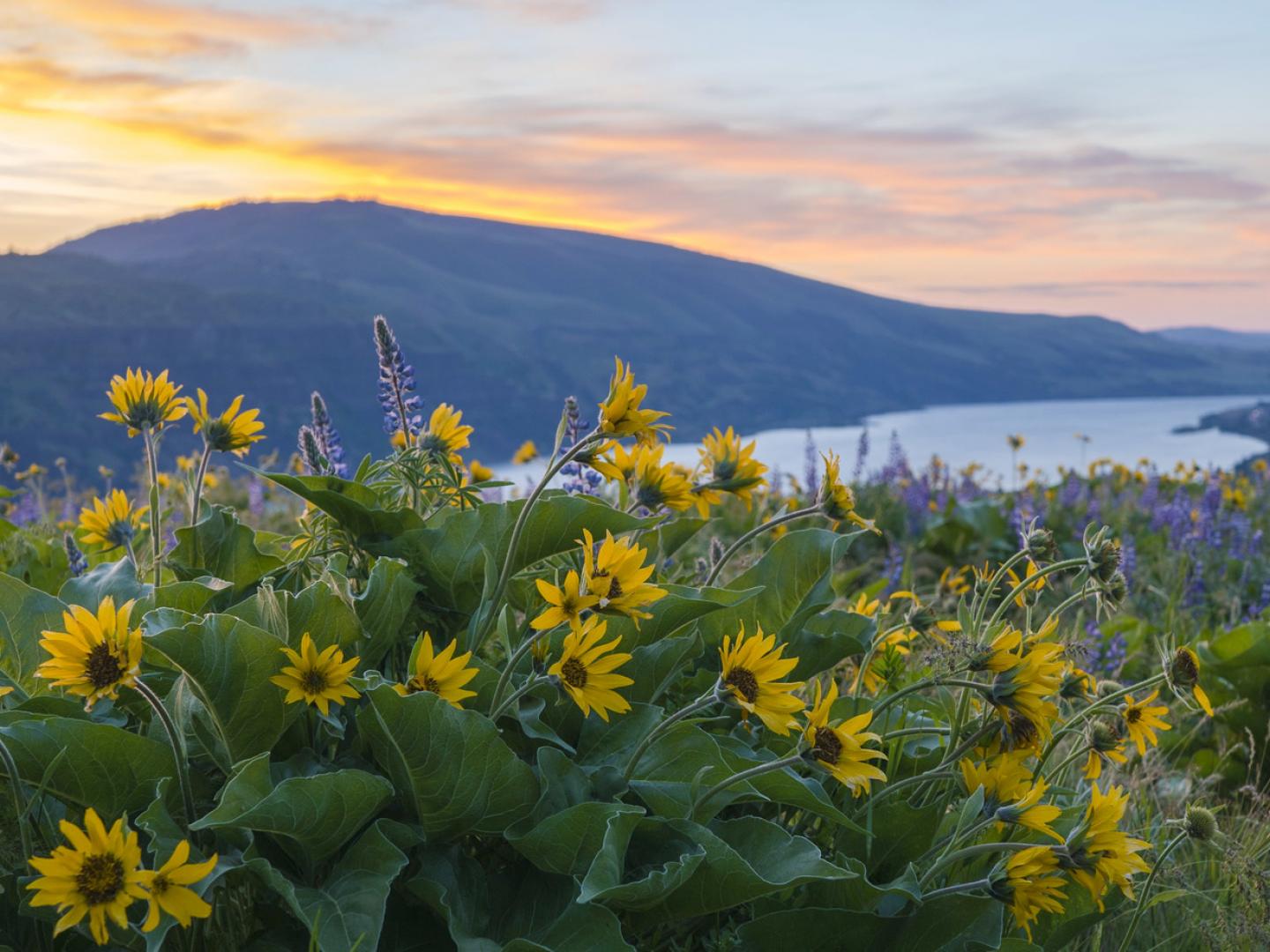 从俄勒冈州哥伦比亚河谷的罗威娜峰欣赏迷人景致