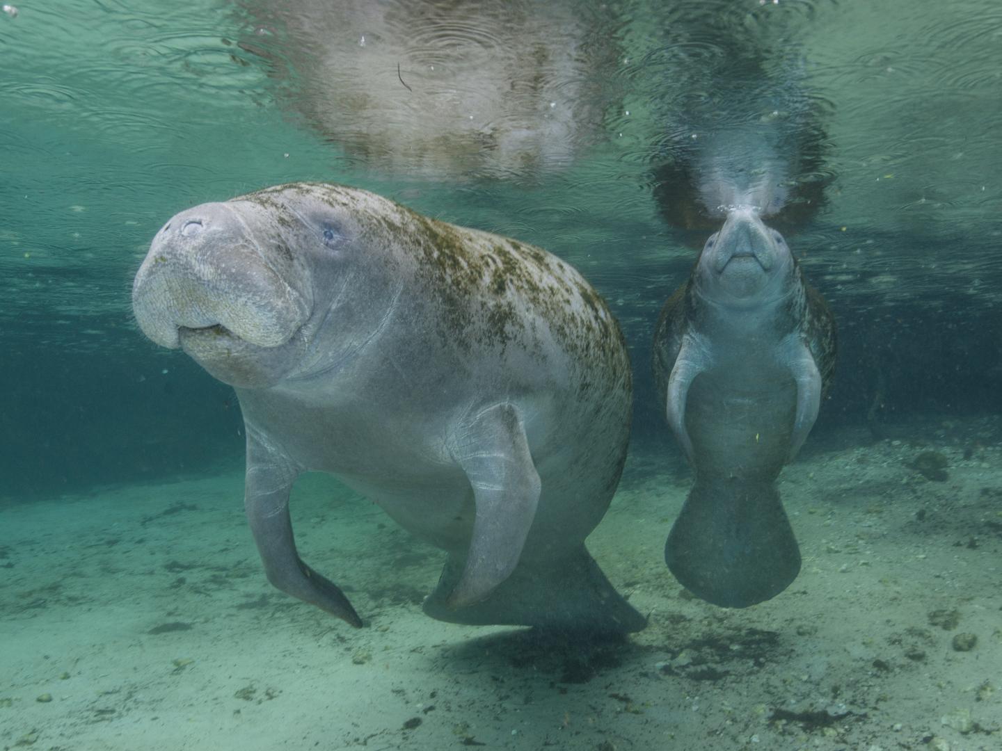 在佛罗里达州水晶河三姐妹温泉中游泳的海牛