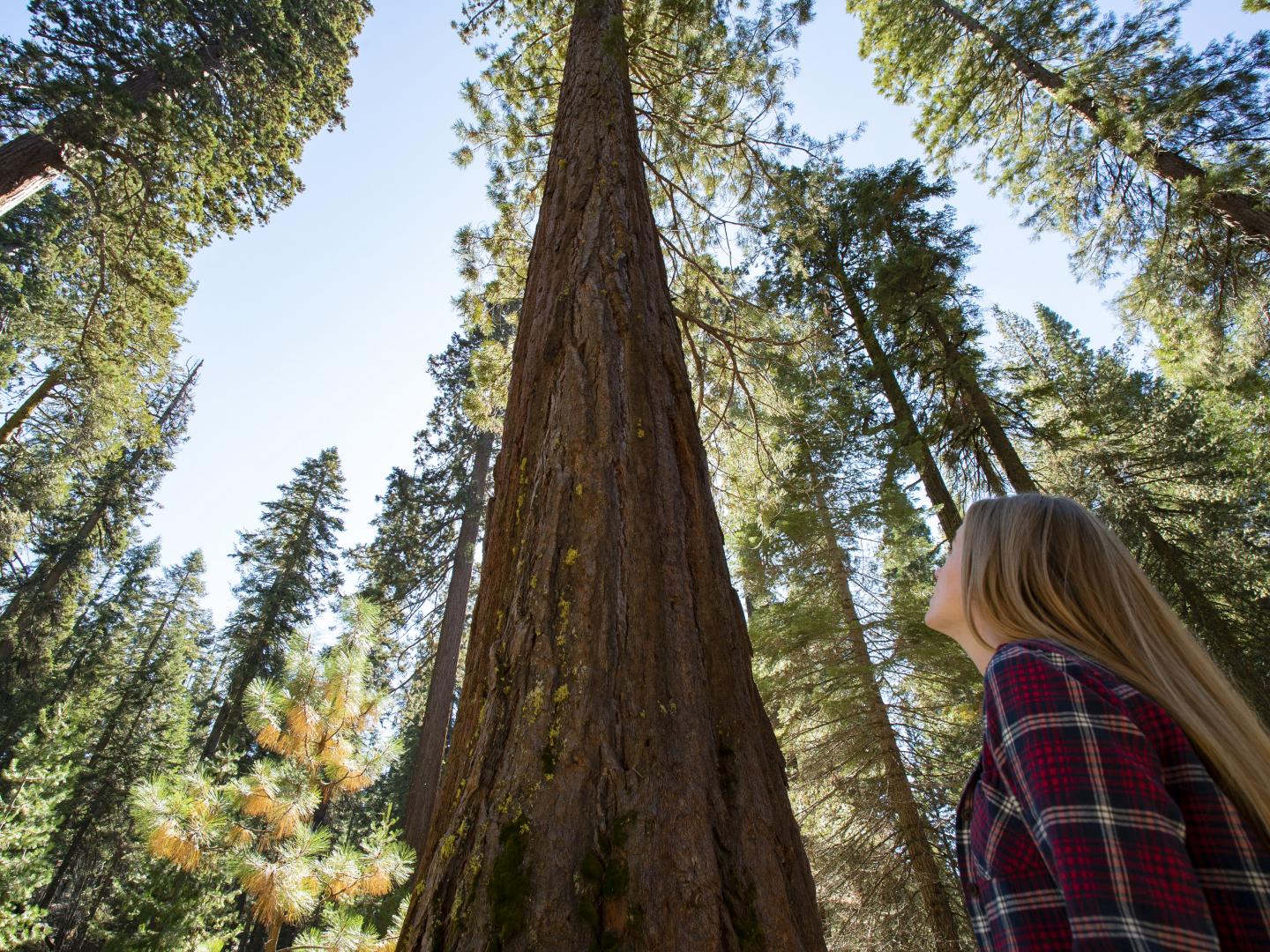 在加利福尼亚州优胜美地国家公园的参天红杉林仰望巨型红杉