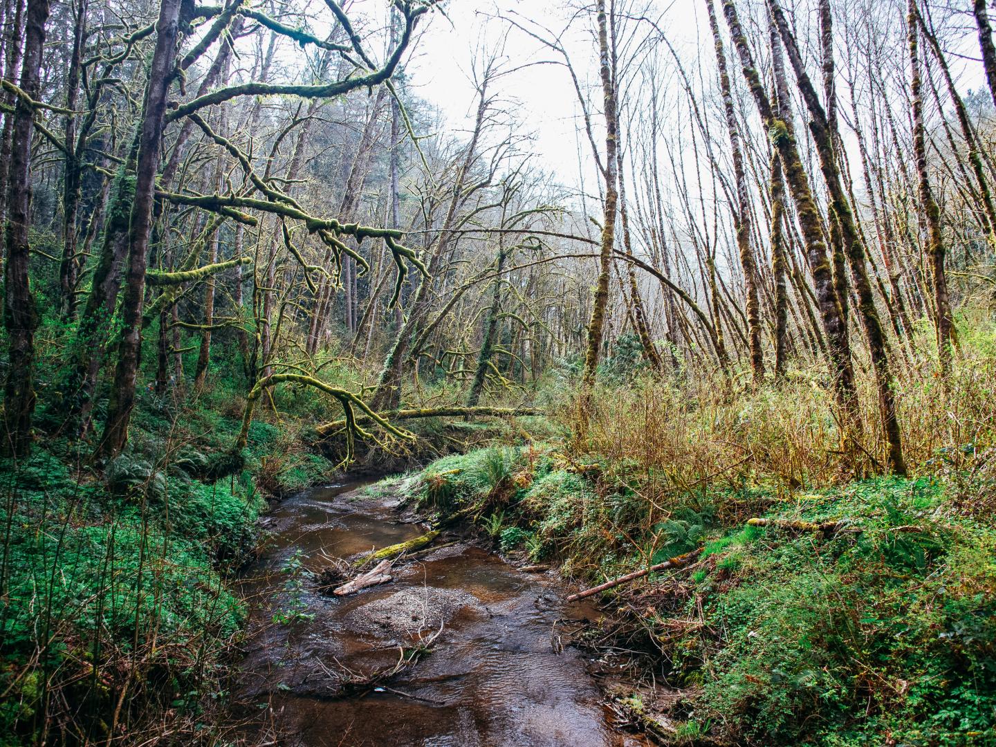 俄勒冈州波特兰郁郁葱葱的特赖恩溪州立自然保护区