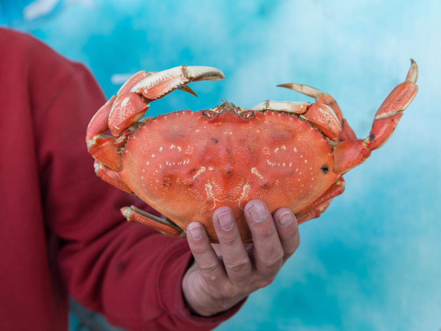 俄勒冈海岸，一只螃蟹从水中走出