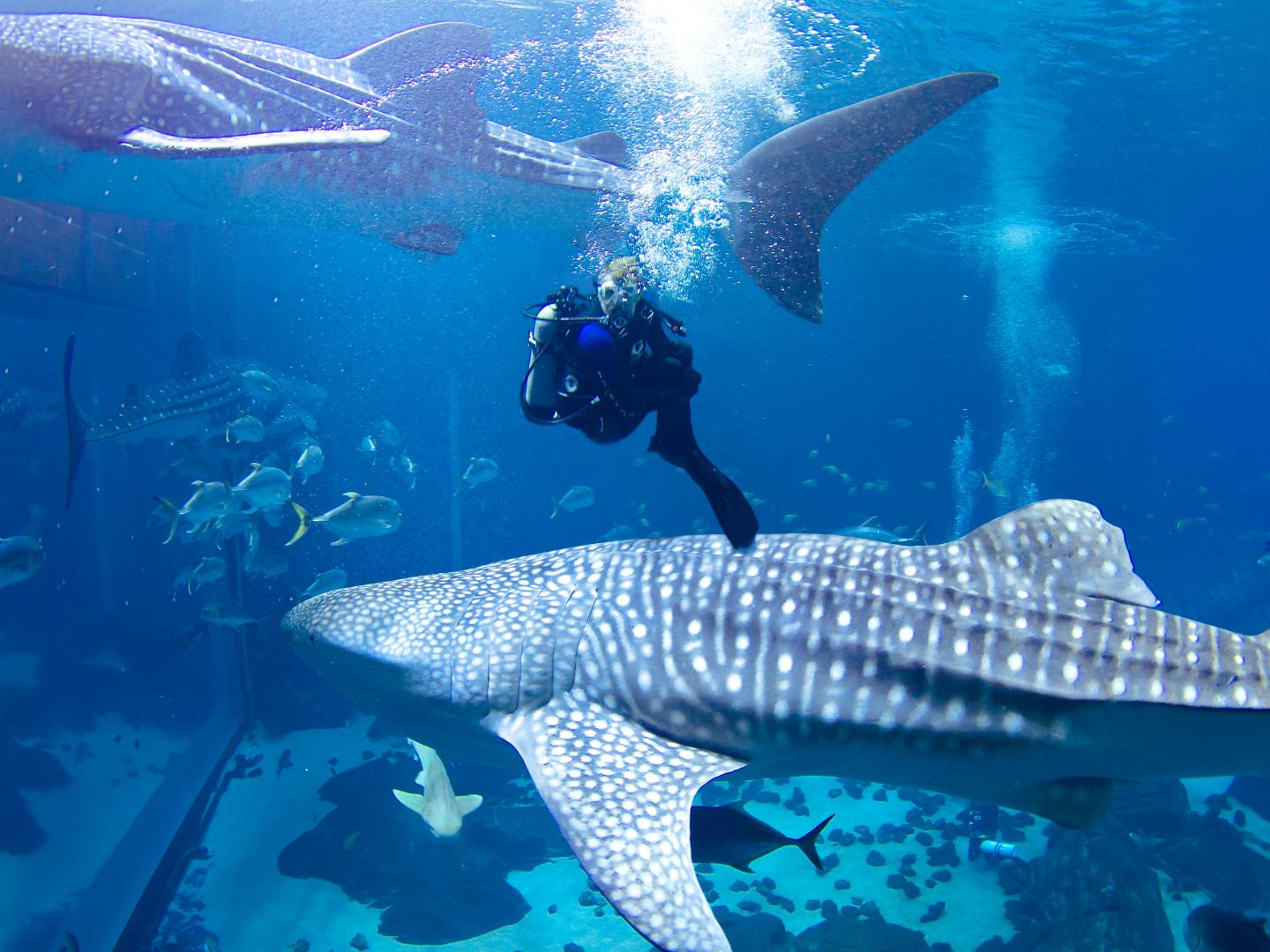 佐治亚州亚特兰大佐治亚水族馆 佐治亚州亚特兰大佐治亚水族馆
