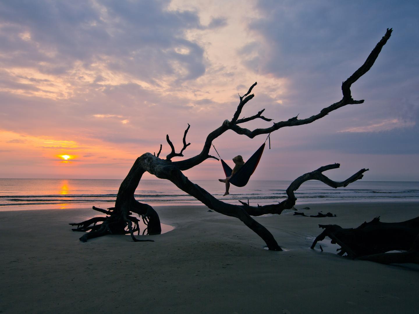 佐治亚州吉柯岛的漂流木海滩 佐治亚州吉柯岛的漂流木海滩