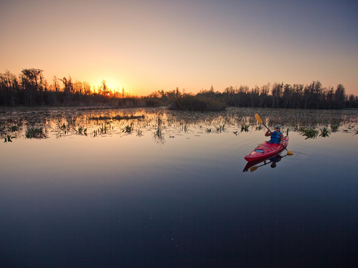 在佐治亚州南部的奥克弗诺基沼泽划皮艇 在佐治亚州南部的奥克弗诺基沼泽划皮艇