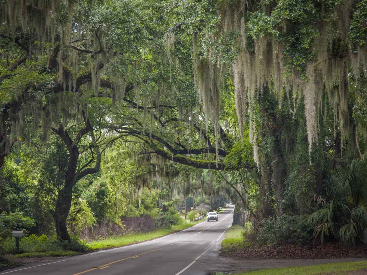 南卡罗来纳州博福特风景优美、绿树成荫的街道