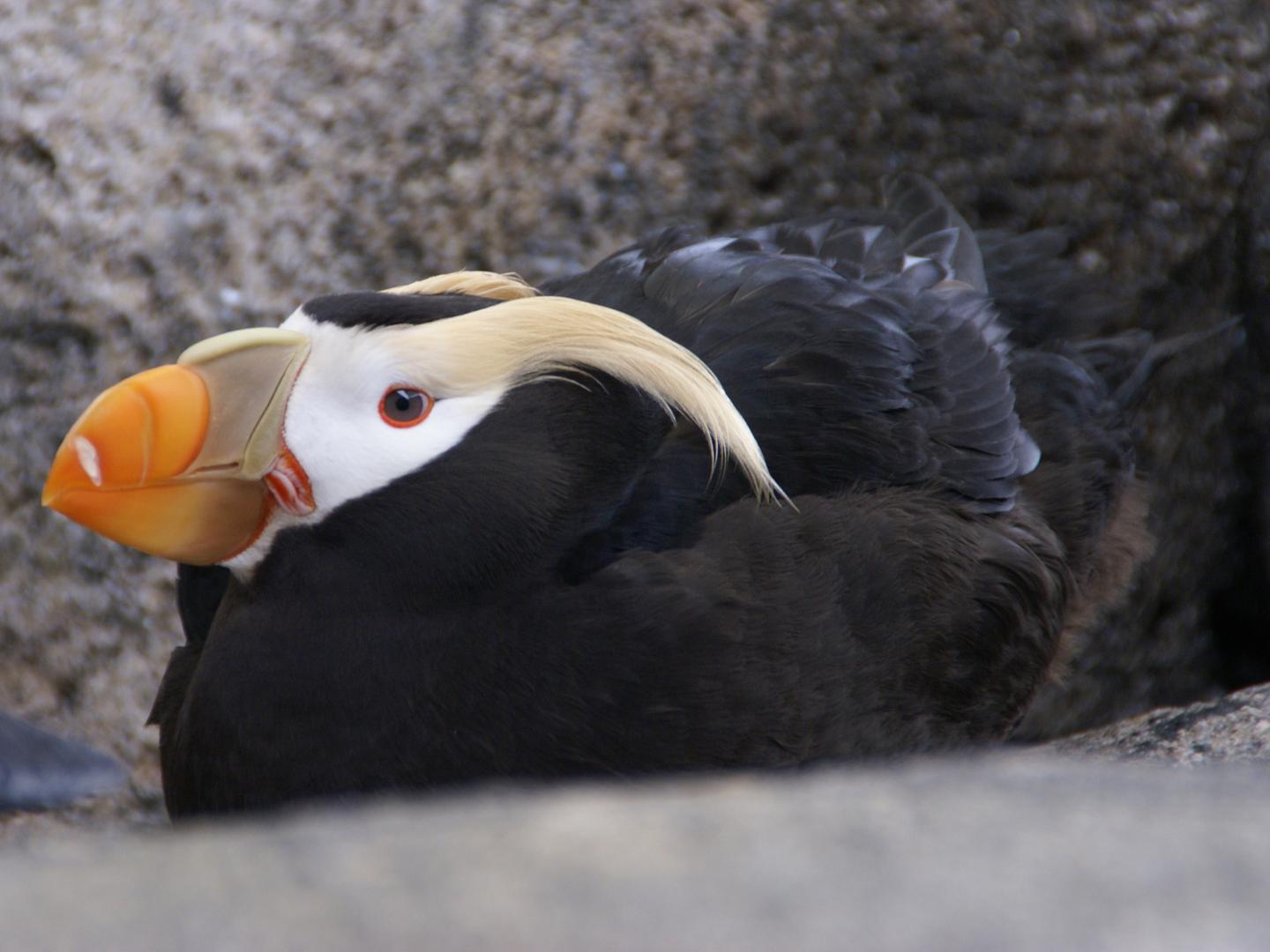 苏厄德阿拉斯加海洋生物中心的海鹦