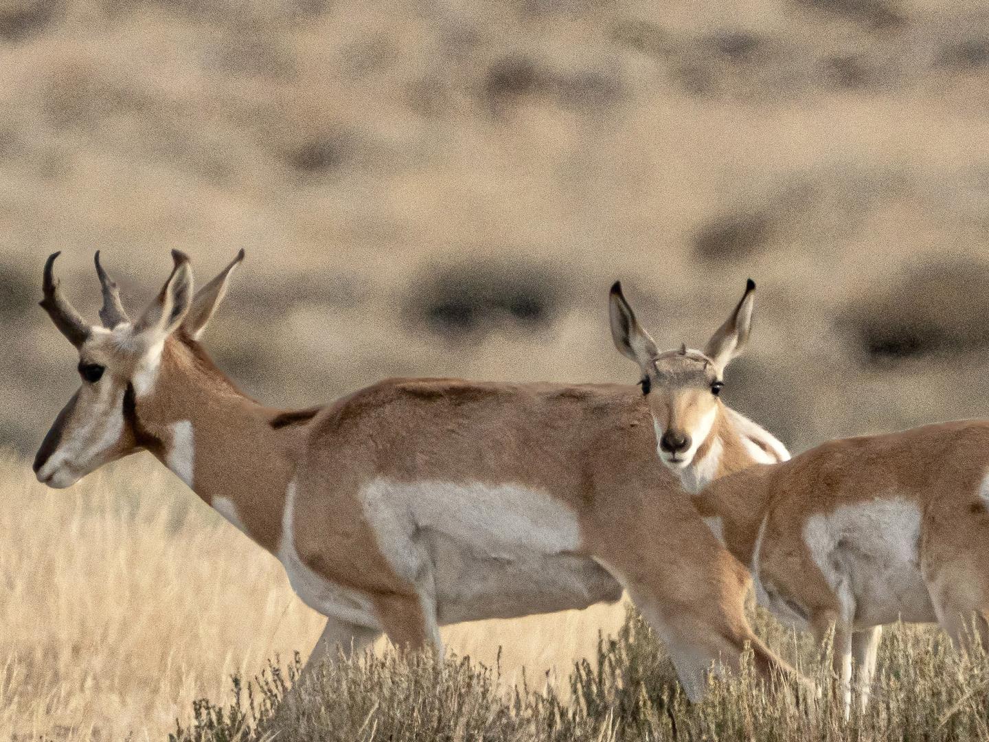 在俄勒冈州普拉什哈特山羚羊保护区吃草的羚羊 在俄勒冈州普拉什哈特山羚羊保护区吃草的羚羊