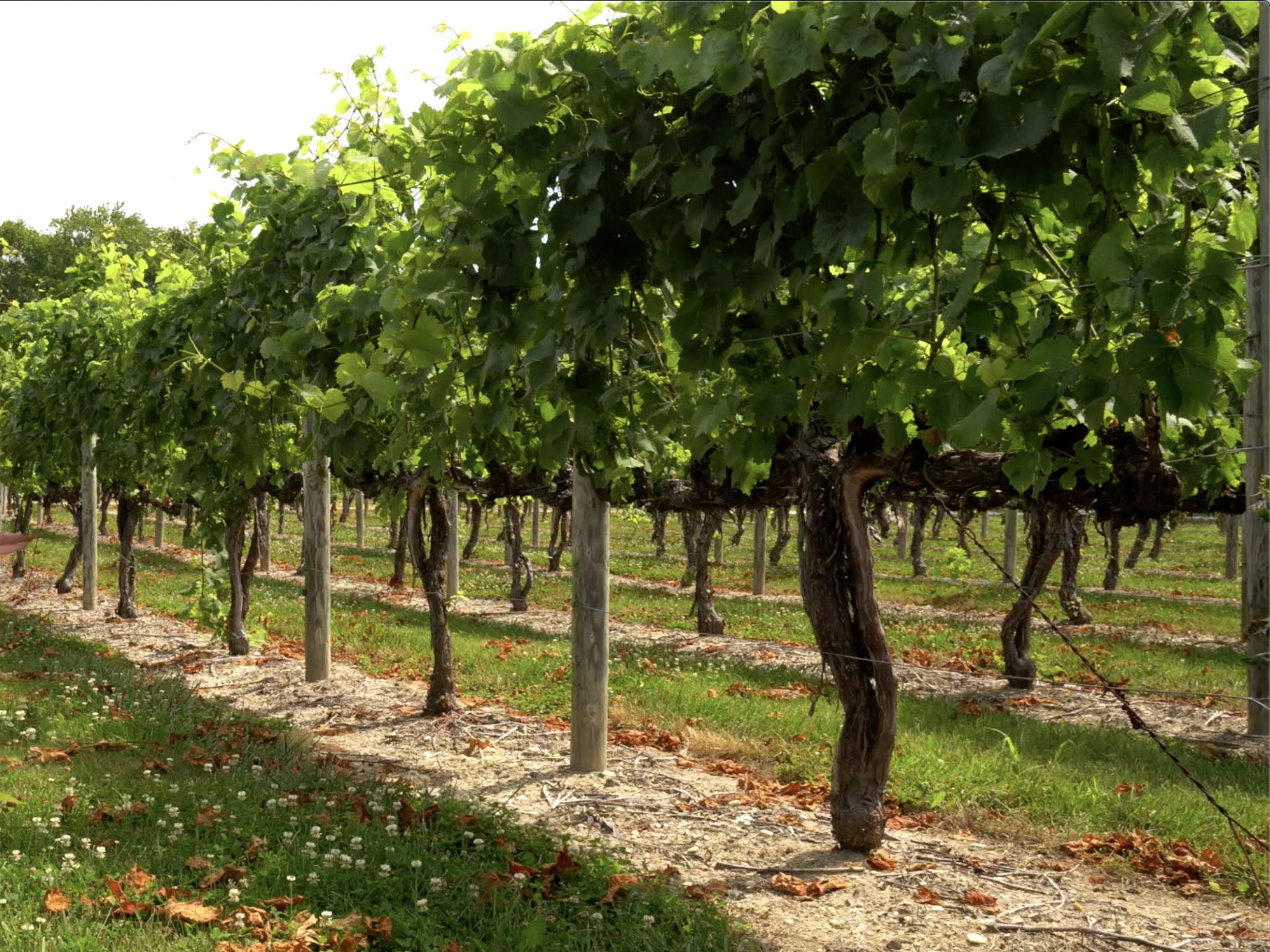 A vineyard in South New Jersey along the Wine & Ale Trail A vineyard in South New Jersey along the Wine & Ale Trail
