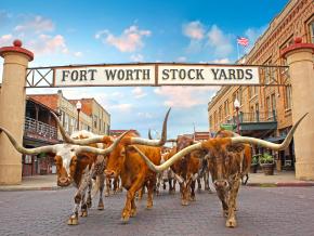 Texas Longhorn cattle making their way through the historic stockyards