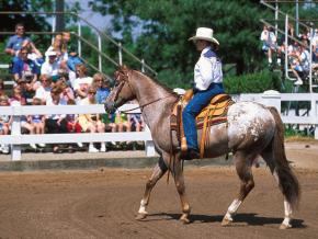 肯塔基马园阿帕卢萨马在肯塔基州列克星敦巡游 肯塔基马园阿帕卢萨马在肯塔基州列克星敦巡游