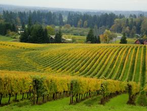 遍布葡萄藤的葡萄酒之乡 遍布葡萄藤的葡萄酒之乡