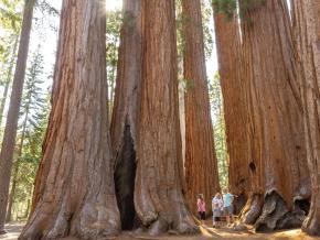 一家人对美洲杉国家公园 (Sequoia National Park) 的巨型林木感到震撼不已 一家人对美洲杉国家公园 (Sequoia National Park) 的巨型林木感到震撼不已