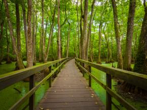 探索路易斯安那州州立公园