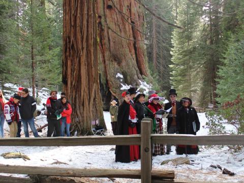 在加利福尼亚州徒步跋涉参加圣诞树节日活动期间，圣诞颂歌吟唱者们在美洲杉国家公园的谢尔曼将军树 (The General Sherman Tree) 旁吟唱