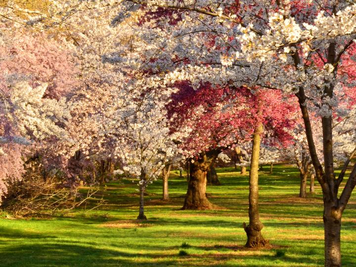 樱花节期间溪流公园樱花盛开