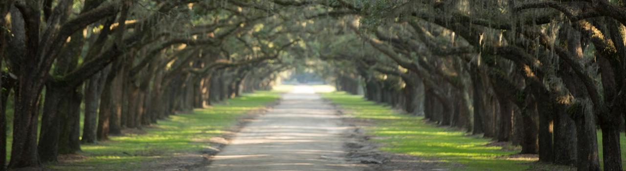 佐治亚州萨凡纳沃尔姆斯罗州立历史遗迹的橡树林荫小道入口 佐治亚州萨凡纳沃尔姆斯罗州立历史遗迹的橡树林荫小道入口