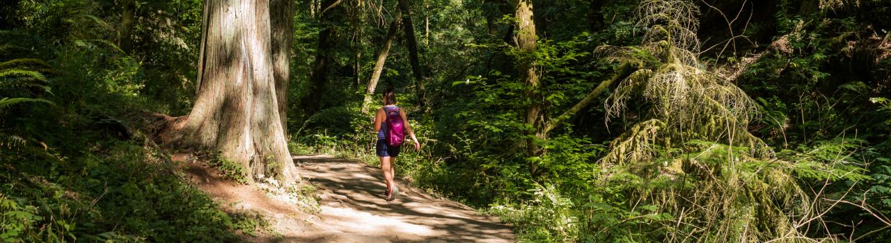 俄勒冈州波特兰郊外的一片宁静森林