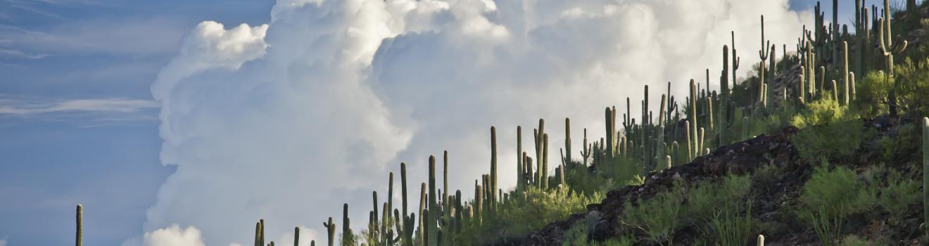 巨柱仙人掌是图森和亚利桑那州的标志