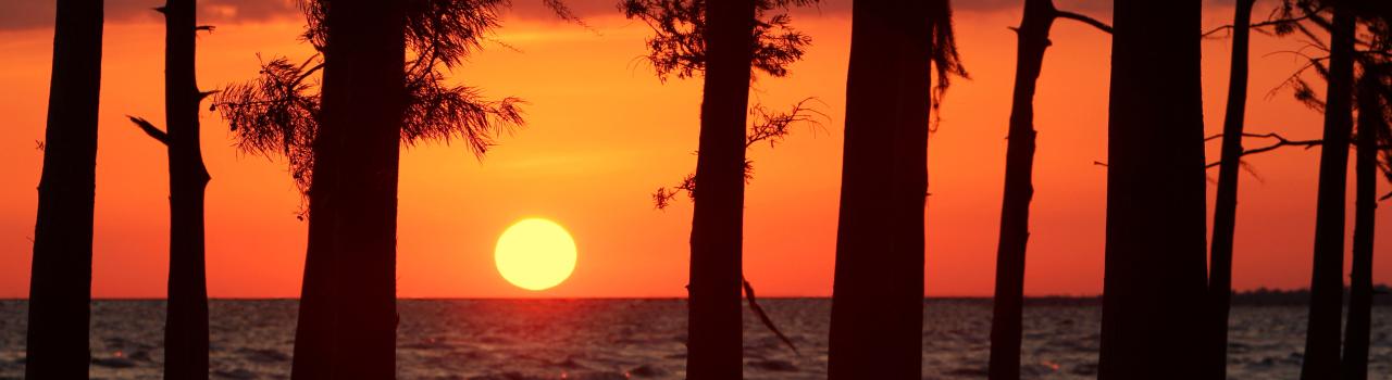 Sun setting through the trees at Fontainebleau State Park Sun setting through the trees at Fontainebleau State Park