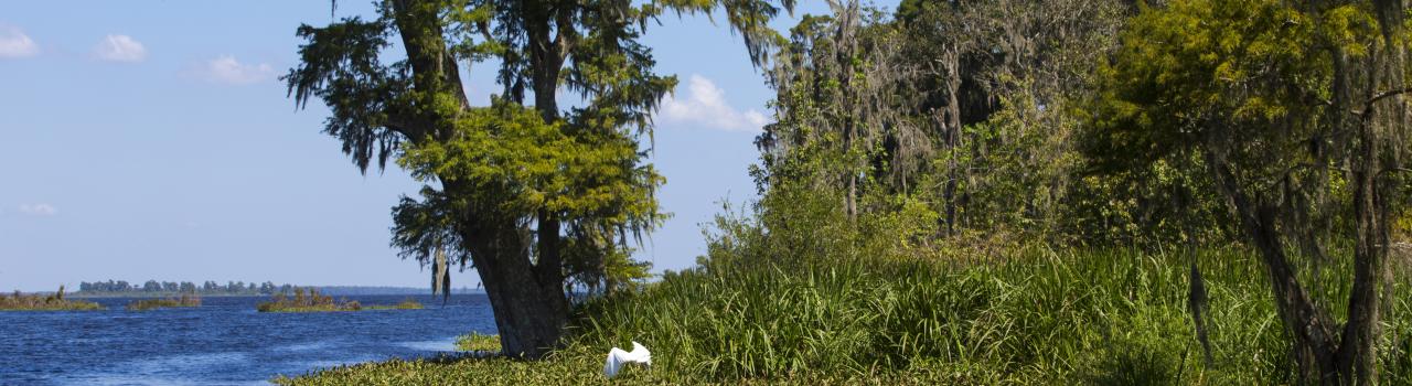 在沼泽地之旅中欣赏到的河口美景 在沼泽地之旅中欣赏到的河口美景