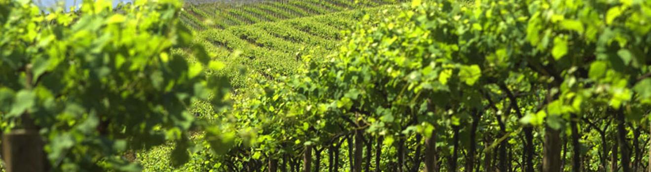 爬满葡萄藤蔓的俄勒冈州尤金 King Estate Winery 酒庄 爬满葡萄藤蔓的俄勒冈州尤金 King Estate Winery 酒庄