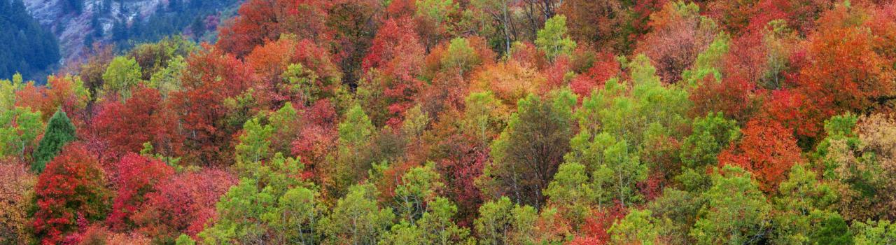 Fall colors near Logan, Utah